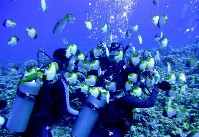 虫虫助手下载